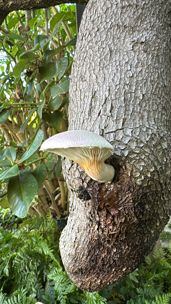 Pleurotus dryinus · November 2025 · photo: © ghwada (iNaturalist, cc-by)