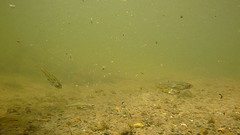 Hesperoleucus symmetricus