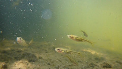 Hesperoleucus symmetricus