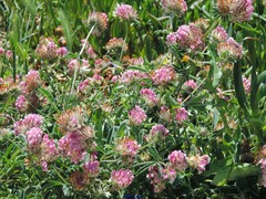 Anthyllis vulneraria iberica