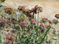 Anthyllis vulneraria iberica