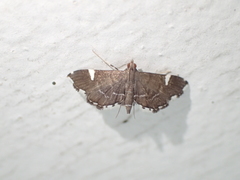 Diathrausta