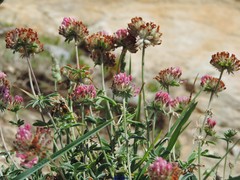 Anthyllis vulneraria iberica