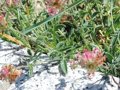 Anthyllis vulneraria iberica