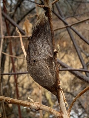 Hyalophora cecropia