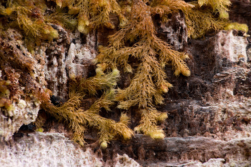 Ptilidium californicum