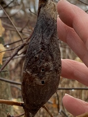 Hyalophora cecropia