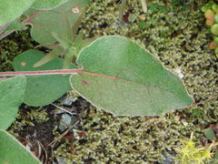 Eriogonum compositum compositum