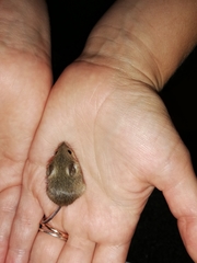 Kreb's African Fat Mouse photo 2