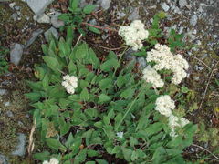 Eriogonum compositum compositum