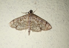 Haritalodes derogata