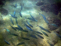 Caranx caballus