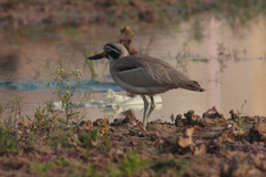 Esacus recurvirostris