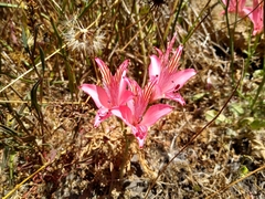 Alstroemeria ligtu ligtu