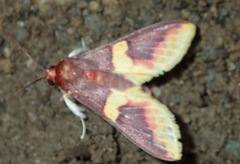 Pachynoa purpuralis