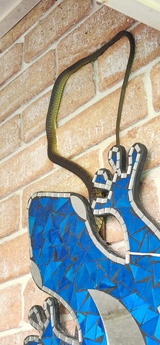 Common Tree Snake sighting