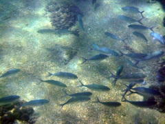 Caranx caballus