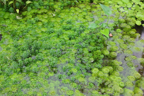 Limnophila trichophylla iNat (3)