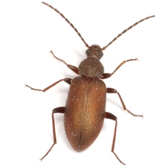 Lystronychus piliferus