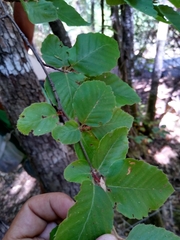 Nothofagus alessandrii