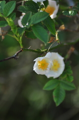 Rosa balsamica