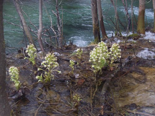 deväťsil biely (Petasites albus)