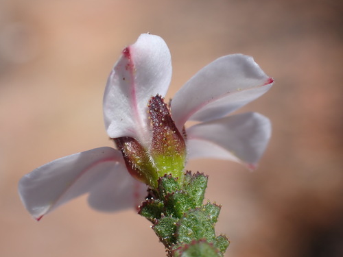 Acmadenia rourkeana (Acmadenia rourkeana)