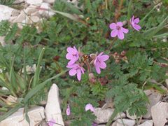 Erodium cicutarium