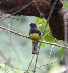 Trogon citreolus