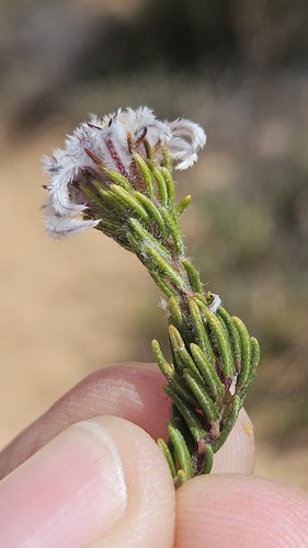 Phylica aemula (Phylica aemula)