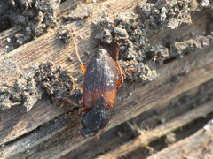 Gynandromorphus etruscus