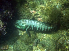 Cephalopholis panamensis