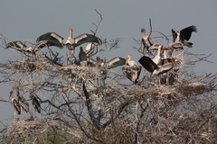 Mycteria leucocephala