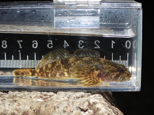 Riffle sculpin (Cottus gulosus) — Cottidae — 3