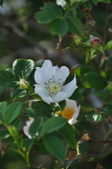Rosa balsamica