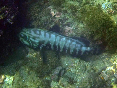 Cephalopholis panamensis