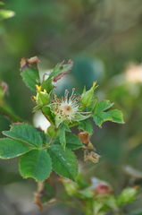 Rosa balsamica