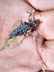 Homocyrtus bonni