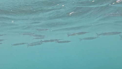 Pacific silverstripe halfbeak (Hyporhamphus naos) — Hemiramphidae — 4