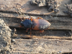 Gynandromorphus etruscus