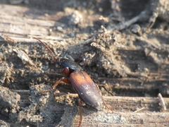 Gynandromorphus etruscus