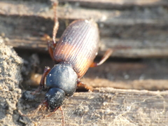 Gynandromorphus etruscus