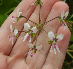 Pelargonium tomentosum