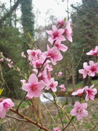 broskyňa obyčajná (Prunus persica)