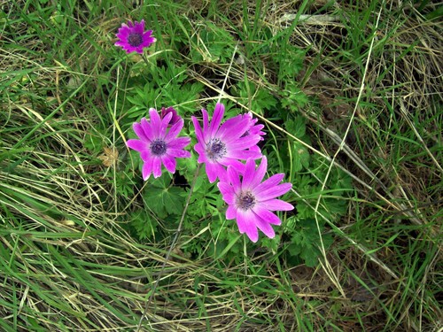 veternica vencová (Anemone coronaria)