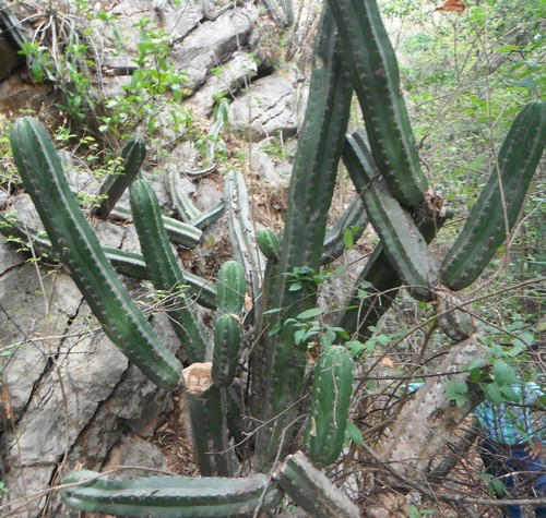 Stenocereus huastecorum