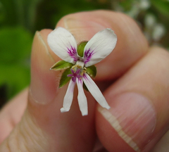 Pelargonium tomentosum