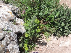 Echium humile