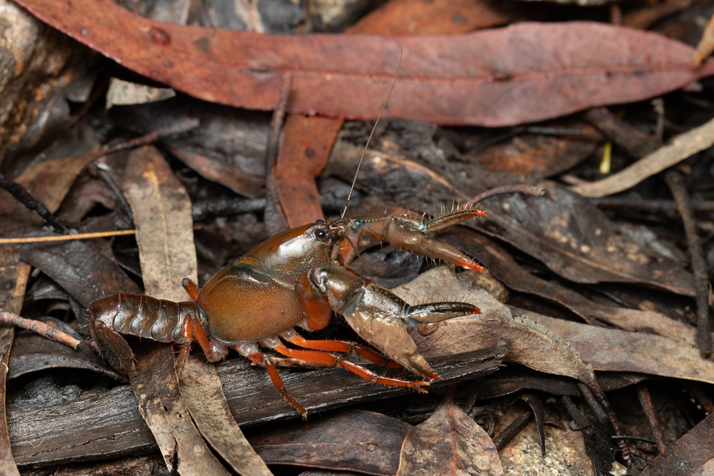Engaeus quadrimanus