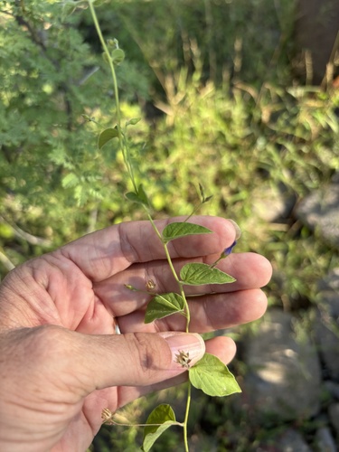 Midnight-Blue Clustervine (Jacquemontia evolvuloides)